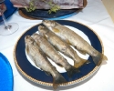 fotos_pacho_028