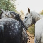 Descubre la magia del Camino de Santiago a caballo: una aventura única por libre