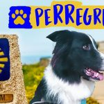 Cómo disfrutar del Camino de Santiago con perros: Guía completa y consejos imprescindibles