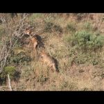 Descubre la fascinante historia del lobo solitario de la montaña palentina: un símbolo de fuerza y s...