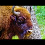 Descubre la encantadora red de turismo rural en la montaña palentina: ¡vive una experiencia única!