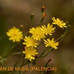 Descubre el encanto de Palencia y su joya escondida: Rueda de Pisuerga